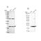 KIAA1143 antibody, PA5-60898, Invitrogen Antibodies, Western Blot image 