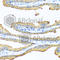 Tachykinin Precursor 1 antibody, A1666, ABclonal Technology, Immunohistochemistry paraffin image 