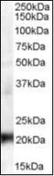 Chromobox 3 antibody, orb88173, Biorbyt, Western Blot image 