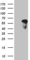 Even-Skipped Homeobox 1 antibody, TA811336S, Origene, Western Blot image 