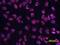 POU Class 5 Homeobox 1 antibody, MAB1759, R&D Systems, Immunocytochemistry image 