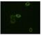 ABL Proto-Oncogene 2, Non-Receptor Tyrosine Kinase antibody, MA5-15330, Invitrogen Antibodies, Immunofluorescence image 