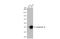 Keratin 19 antibody, GTX636469, GeneTex, Western Blot image 