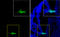 Forkhead Box A2 antibody, GTX100309, GeneTex, Immunohistochemistry frozen image 