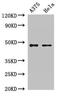 Ribosomal Protein L4 antibody, CSB-PA020289LA01HU, Cusabio, Western Blot image 