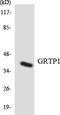 Growth Hormone Regulated TBC Protein 1 antibody, LS-C292039, Lifespan Biosciences, Western Blot image 