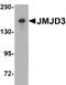 Lysine Demethylase 6B antibody, MBS150629, MyBioSource, Western Blot image 