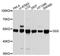 Glutathione Synthetase antibody, A10866, ABclonal Technology, Western Blot image 