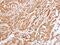 Tyrosine 3-Monooxygenase/Tryptophan 5-Monooxygenase Activation Protein Epsilon antibody, NBP1-32695, Novus Biologicals, Immunohistochemistry frozen image 