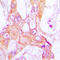 PDZ And LIM Domain 1 antibody, LS-C353135, Lifespan Biosciences, Immunohistochemistry frozen image 