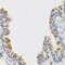 Interleukin 25 antibody, 23-479, ProSci, Immunohistochemistry paraffin image 