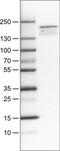 Lysine Demethylase 5B antibody, MA5-24627, Invitrogen Antibodies, Western Blot image 