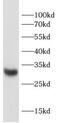 Syndecan 4 antibody, FNab10445, FineTest, Western Blot image 
