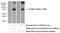 Hydrocephalus-inducing protein antibody, 24741-1-AP, Proteintech Group, Western Blot image 