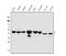 Chromobox 8 antibody, A05234-2, Boster Biological Technology, Western Blot image 