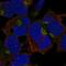 Calcium Homeostasis Modulator Family Member 5 antibody, NBP2-55122, Novus Biologicals, Immunocytochemistry image 