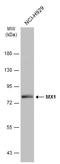 MX Dynamin Like GTPase 1 antibody, GTX132592, GeneTex, Western Blot image 