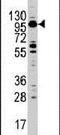 Myosin IC antibody, PA5-13384, Invitrogen Antibodies, Western Blot image 