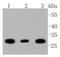 Brain Derived Neurotrophic Factor antibody, NBP2-67410, Novus Biologicals, Western Blot image 