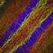 Neurofilament Heavy antibody, NBP1-05215, Novus Biologicals, Immunohistochemistry frozen image 