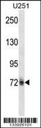 Heterogeneous Nuclear Ribonucleoprotein M antibody, 57-415, ProSci, Western Blot image 