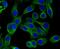 Actin Related Protein 3 antibody, NBP2-75395, Novus Biologicals, Immunocytochemistry image 