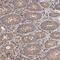 Striatin 3 antibody, NBP1-80764, Novus Biologicals, Immunohistochemistry paraffin image 