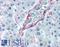Endoglin antibody, LS-B2165, Lifespan Biosciences, Immunohistochemistry paraffin image 