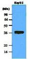 Protein Phosphatase 1 Catalytic Subunit Alpha antibody, NBP1-04334, Novus Biologicals, Western Blot image 