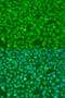 Colony Stimulating Factor 3 antibody, 16-164, ProSci, Immunofluorescence image 