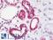 ATP Synthase F1 Subunit Beta antibody, LS-B10700, Lifespan Biosciences, Immunohistochemistry frozen image 