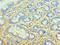 Complement Factor H antibody, LS-C375468, Lifespan Biosciences, Immunohistochemistry paraffin image 