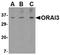 ORAI Calcium Release-Activated Calcium Modulator 3 antibody, AP05738PU-N, Origene, Western Blot image 