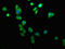 AT-Rich Interaction Domain 3A antibody, LS-C675051, Lifespan Biosciences, Immunofluorescence image 