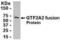 General Transcription Factor IIA Subunit 2 antibody, XW-7906, ProSci, Western Blot image 