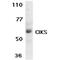 TRAF3 Interacting Protein 2 antibody, GTX74408, GeneTex, Western Blot image 