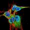 Fibroblast Growth Factor 13 antibody, NBP2-42178, Novus Biologicals, Immunofluorescence image 