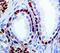 IL-12 antibody, LS-C312131, Lifespan Biosciences, Immunohistochemistry frozen image 
