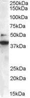 SH3 Domain Containing GRB2 Like, Endophilin B1 antibody, GTX89961, GeneTex, Western Blot image 