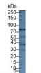 ATP Binding Cassette Subfamily B Member 5 antibody, LS-C373177, Lifespan Biosciences, Western Blot image 