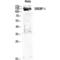 Sterol Regulatory Element Binding Transcription Factor 1 antibody, LS-C386189, Lifespan Biosciences, Western Blot image 