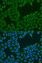 MAGE Family Member A6 antibody, 23-419, ProSci, Immunofluorescence image 