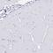 Joining Chain Of Multimeric IgA And IgM antibody, NBP2-38523, Novus Biologicals, Immunohistochemistry paraffin image 