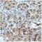 MCSP antibody, FNab02025, FineTest, Immunohistochemistry frozen image 