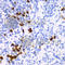 Transcription Factor A, Mitochondrial antibody, A1926, ABclonal Technology, Immunohistochemistry paraffin image 