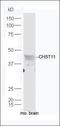 ArfGAP With Dual PH Domains 2 antibody, orb182535, Biorbyt, Western Blot image 