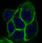 EGFR antibody, M00023-4, Boster Biological Technology, Immunofluorescence image 