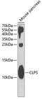 Colipase antibody, GTX53973, GeneTex, Western Blot image 