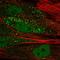 Tubulin--tyrosine ligase antibody, HPA066819, Atlas Antibodies, Immunofluorescence image 