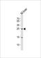 Programmed Cell Death 6 antibody, PA5-49370, Invitrogen Antibodies, Western Blot image 